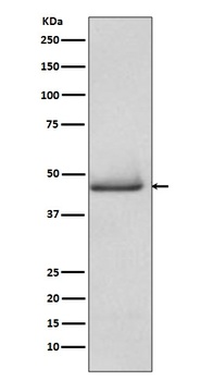 pro Caspase 9 CASP9 Rabbit Monoclonal Antibody