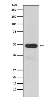 Cytochrome P450 3A4 CYP3A4 Monoclonal Antibody