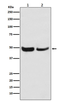 SKP2 Monoclonal Antibody
