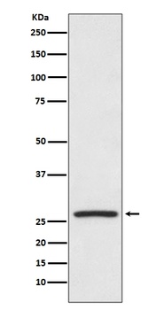Hsp27 HSPB1 Rabbit Monoclonal Antibody