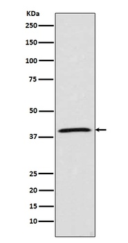 MCL1 Rabbit Monoclonal Antibody