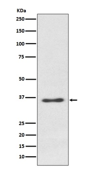 Syndecan 1 SDC1 Rabbit Monoclonal Antibody