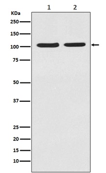 HIF-2 alpha EPAS1 Rabbit Monoclonal Antibody