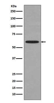 Hsp60 HSPD1 Rabbit Monoclonal Antibody