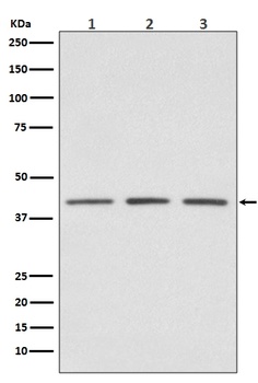 PRMT1 Rabbit Monoclonal Antibody