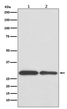 BNIP3 Rabbit Monoclonal Antibody