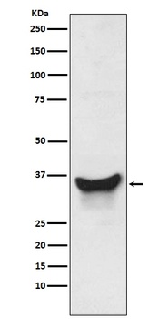 BNIP3L/Nix Rabbit Monoclonal Antibody