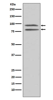 Phospho-MSK1 (S376) RPS6KA5 Monoclonal Antibody