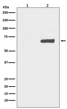 Phospho-YAP1 (S127) Rabbit Monoclonal Antibody