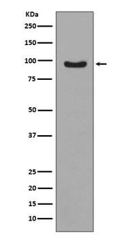 Phospho-FoxO3a (S253) Rabbit Monoclonal Antibody
