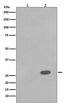 Phospho-Hsp27 (S78) HSPB1 Rabbit Monoclonal Antibody