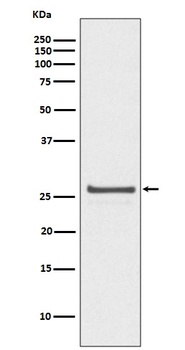Phospho-Hsp27 (S82) HSPB1 Rabbit Monoclonal Antibody