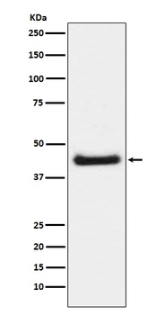 Phospho-c-Jun (S63) Rabbit Monoclonal Antibody