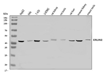 Erlin-2/ERLIN2 Antibody