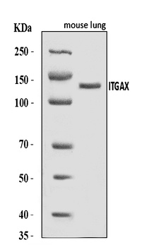 CD11c/Itgax Antibody