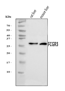 CD16/Fcgr3 Antibody