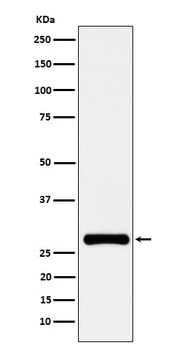 RFA2 Rabbit Monoclonal Antibody