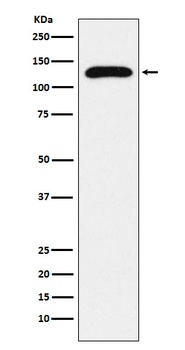 TRPC1 Rabbit Monoclonal Antibody