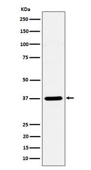 Syntaxin 16 Rabbit Monoclonal Antibody