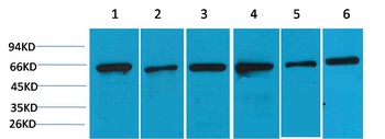 AMPK alpha2 antibody