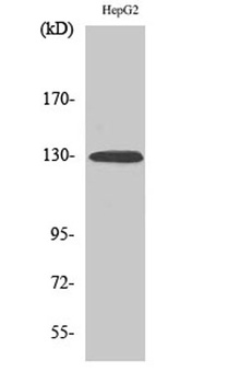 EphA2 (phospho-Tyr588) antibody