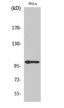 NF kappa B-p105 (phospho-Ser907) antibody