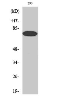 NF kappa B-p65 (phospho-Thr254) antibody