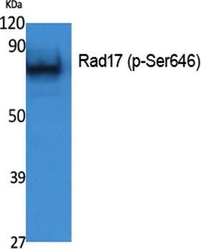 Rad17 (phospho-Ser646) antibody