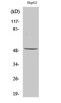 Cytokeratin 16 antibody