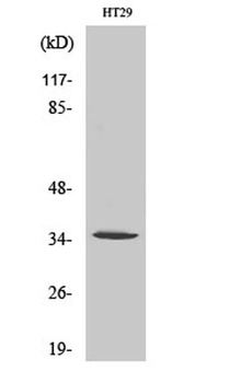 Olfactory receptor 2J2 antibody