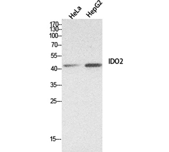 INDOL1 antibody
