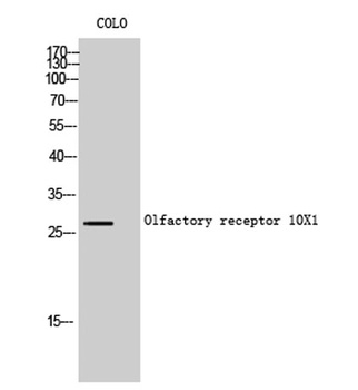 Olfactory receptor 10X1 antibody