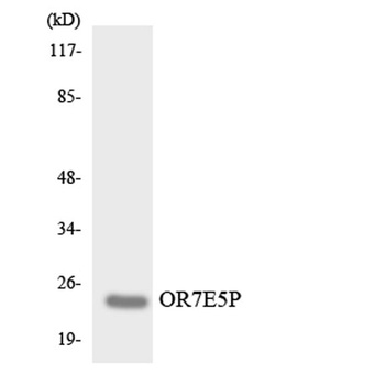 Olfactory receptor 7E5P antibody