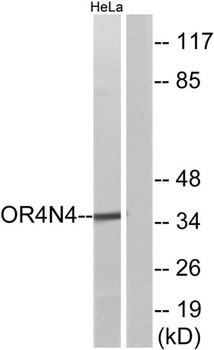 Olfactory receptor 4N4 antibody