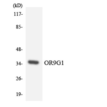 Olfactory receptor 9G1 antibody