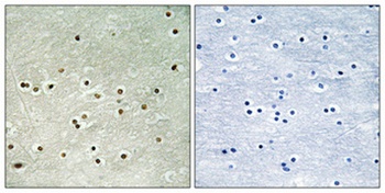 MCM4 (phospho-Ser54) antibody