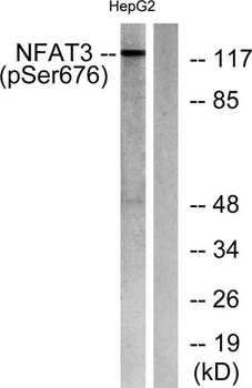 NFATc4 (phospho-Ser676) antibody