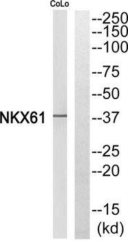 Nkx-6.1 antibody