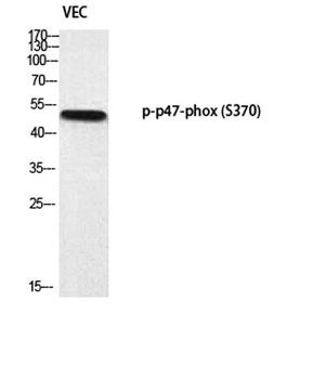 p47-phox (phospho-Ser370) antibody