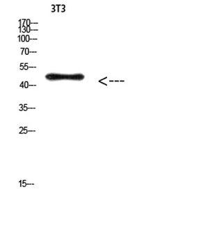E2F-3 (Acetyl-Lys168) antibody