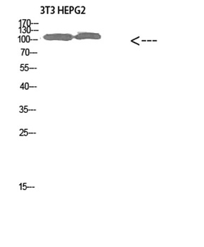 Collagen alpha-1 (XXVIII) antibody
