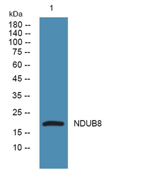 NDUB8 antibody