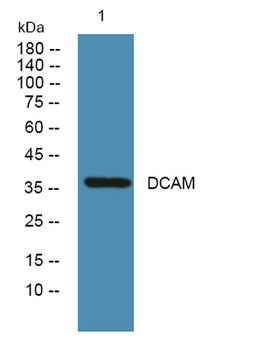 DCAM antibody