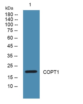 COPT1 antibody