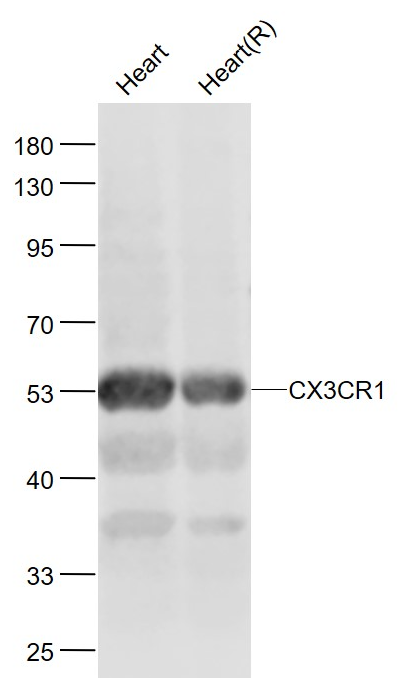 CX3CR1 antibody