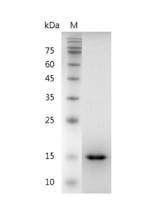 Recombinant GDNF (Glial-derived neurotrophic factor), Human, AF