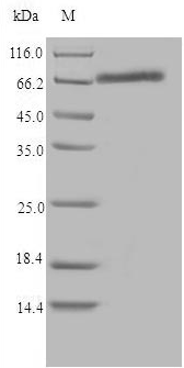 Recombinant Rat Cytochrome P450 1B1(Cyp1b1)