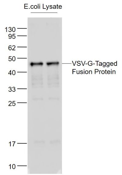 VSV-G tag antibody