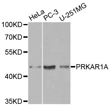 PRKAR1A antibody