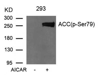 Acetyl-CoA Carboxylase (Phospho-Ser79) Antibody